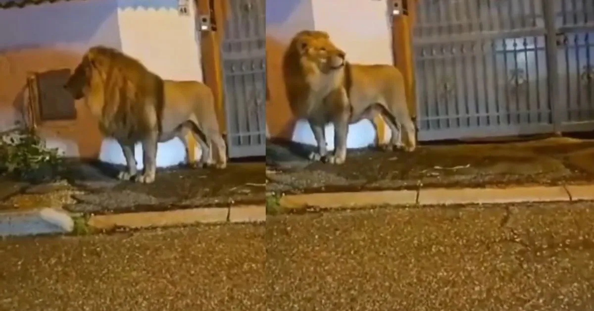 Circus Lion In Roams Free In Italy Town
